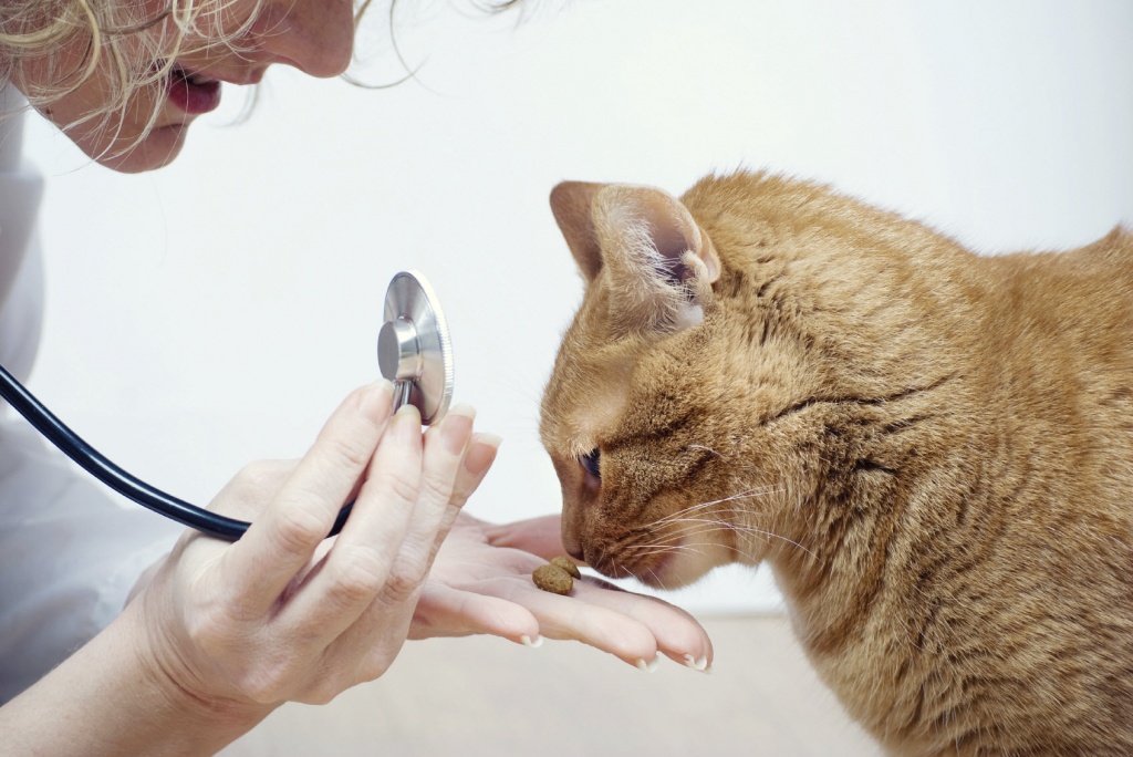лечение кошек в Перми