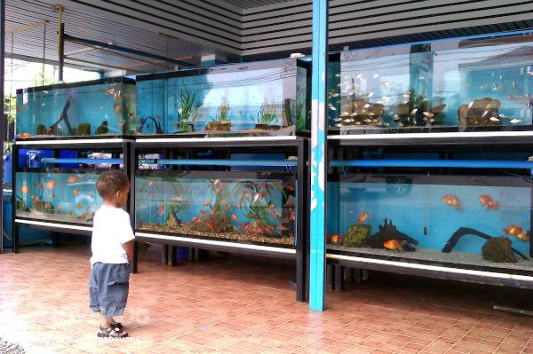 Магазин аквариумных рыбок