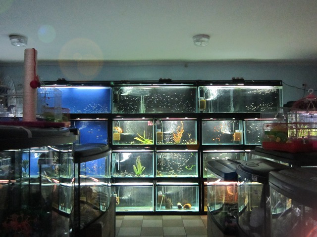 Продажа аквариумной рыбы оптом