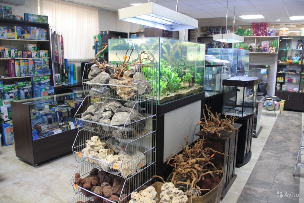 Где Купить Рыбок В Новосибирске