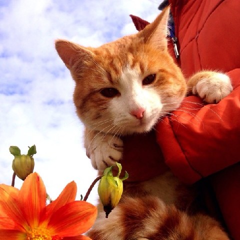 Красавчик котик отдается в добрые руки бесплатно За защиту животных и зверей