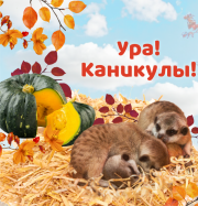 Осенние каникулы в Екатеринбургском зоопарке