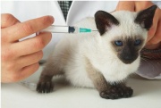 Вакцинация кошек в Перми