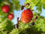 Борьба с муравьями в Перми