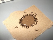 Средства от муравьев в Перми