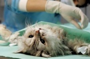 Стерилизация (кастрация) кошек в Перми
