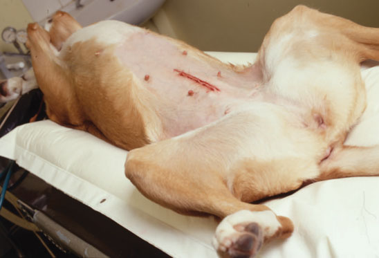 стерилизация собак в Перми