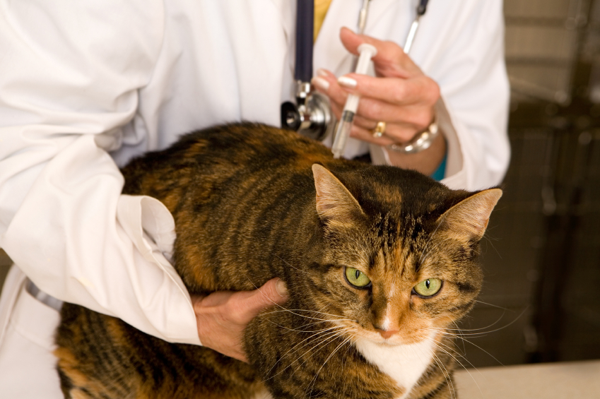 Вакцинация кошек в Перми