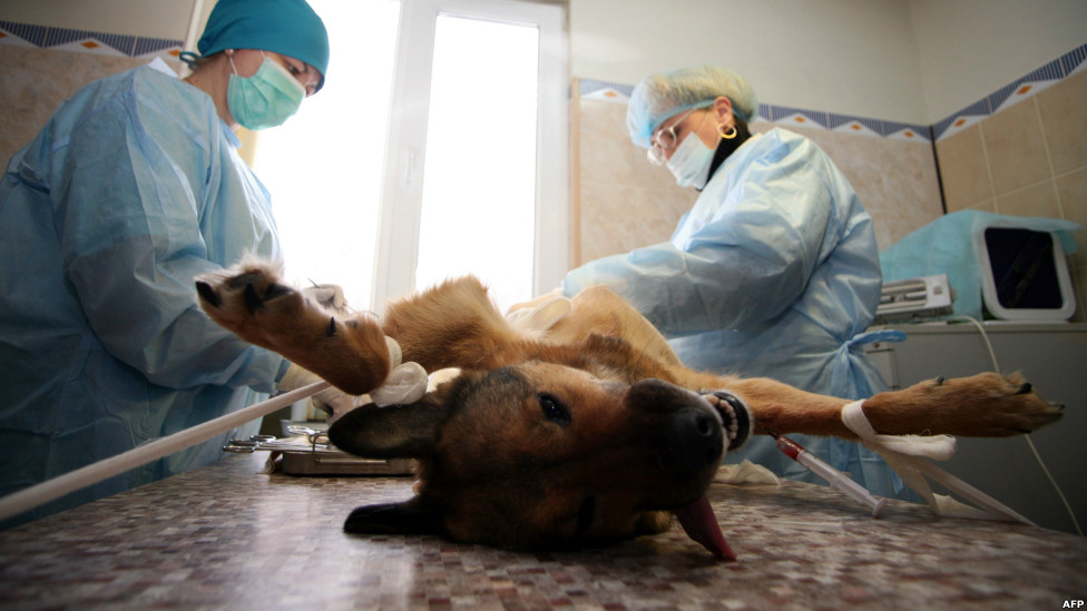 стерилизация собак в Перми
