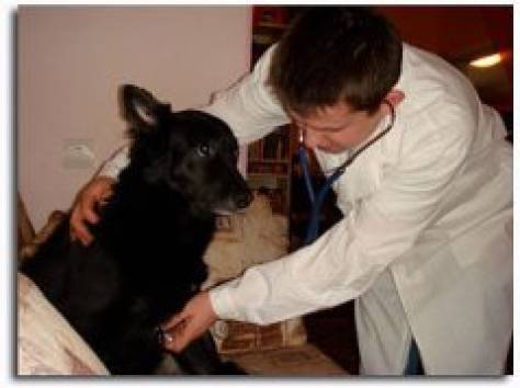 Ветеринарные услуги круглосуточно в Перми