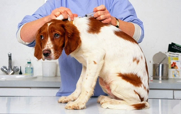 Прививки собакам в Перми
