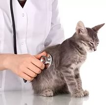 Ветеринарный врач в Перми