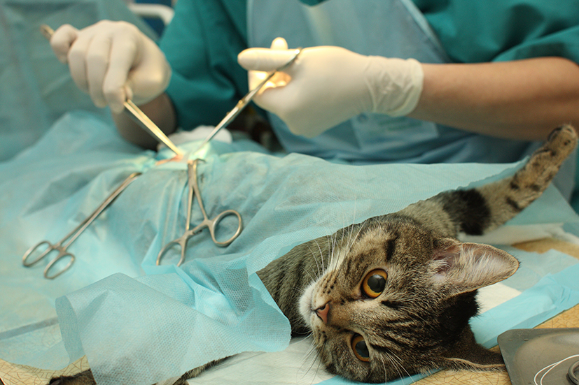 Хирургия для животных.jpg
