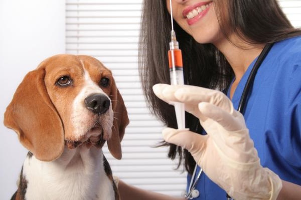 Прививки собакам в Перми