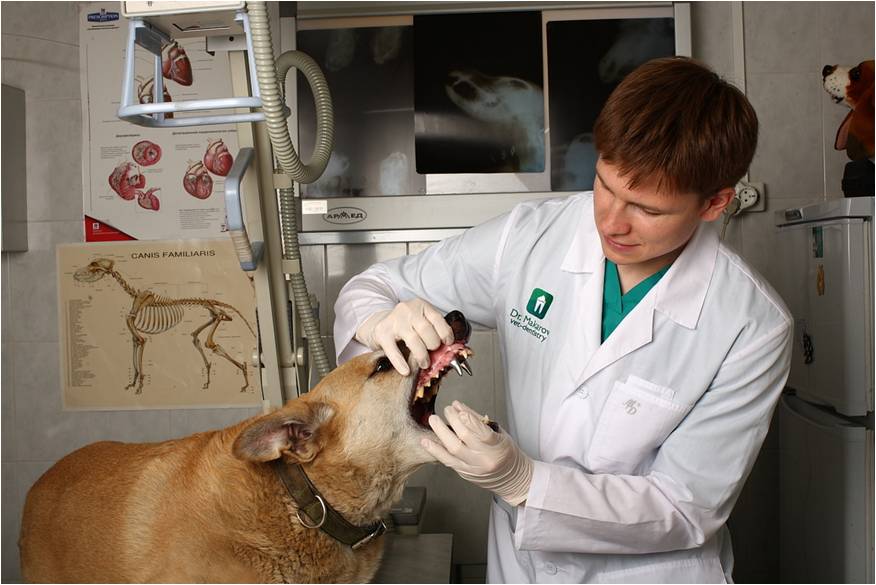 Ветеринар стоматолог