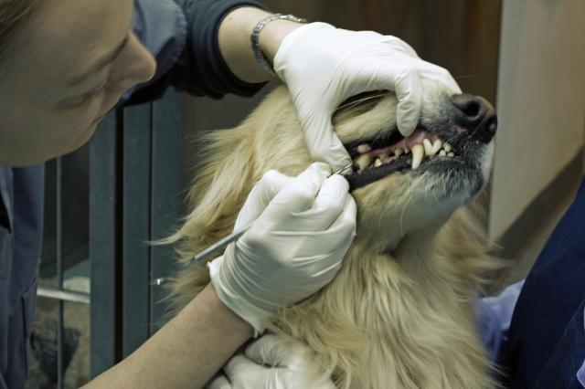 Ветеринар стоматолог