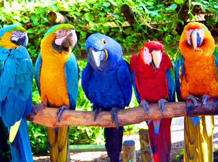 купить корм для попугаев