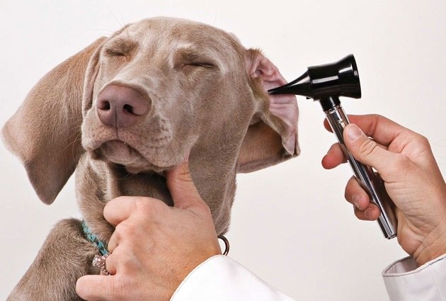 Ветеринар дерматолог