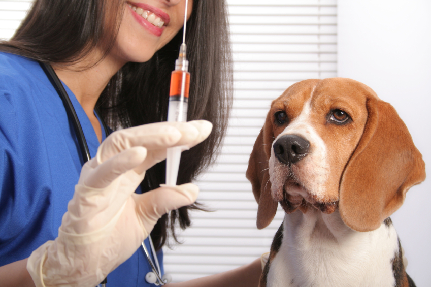 Вакцинация собаки.jpg